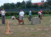 20030824 Agility Boxers Utrecht 02.jpg (34931 bytes)