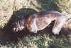 Cujo09.jpg (48370 bytes)