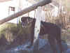 Cujo13.jpg (30237 bytes)