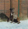 Cujo3.jpg (39802 bytes)