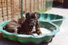 Cujo in schelp.jpg (28763 bytes)