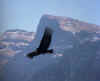 Dag09 Condor.jpg (41594 bytes)