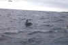 Ecu519.jpg (22151 bytes)